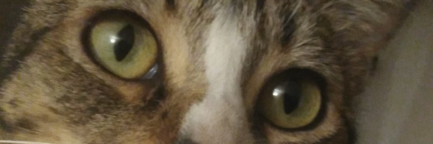 ElBookDelGato's profile banner image