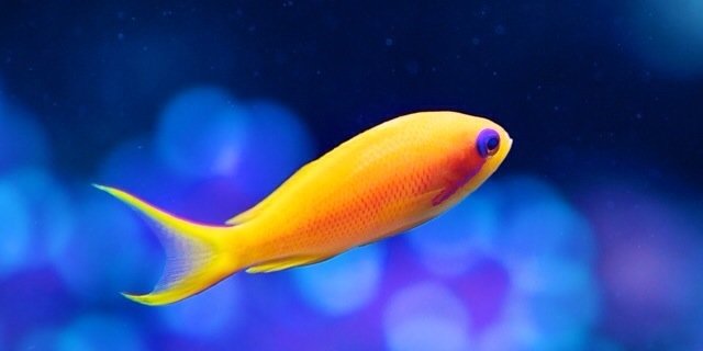 TheoSBR's profile banner image