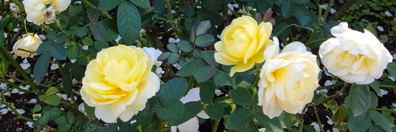 tutu_rose_'s profile banner image