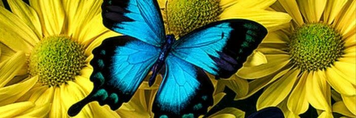 MiPatriabonitae's profile banner image