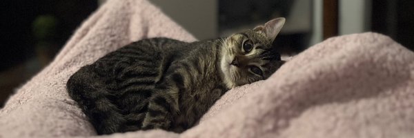 agooooooss Profile Banner