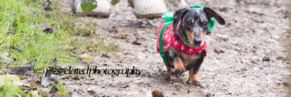 Molly_Chops's profile banner image