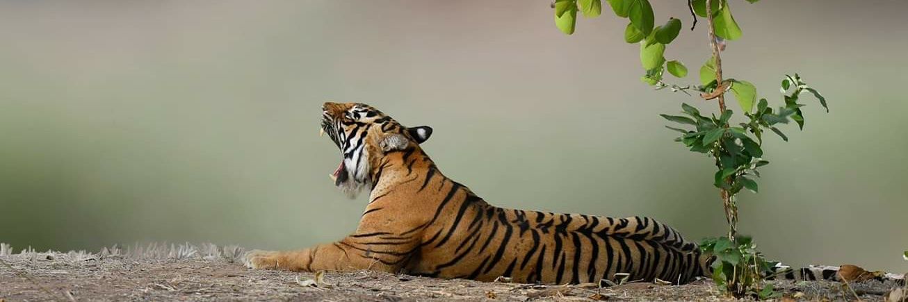 mandaarw's profile banner image