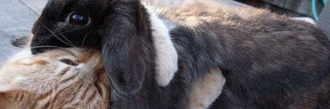 yukilovesakito's profile banner image