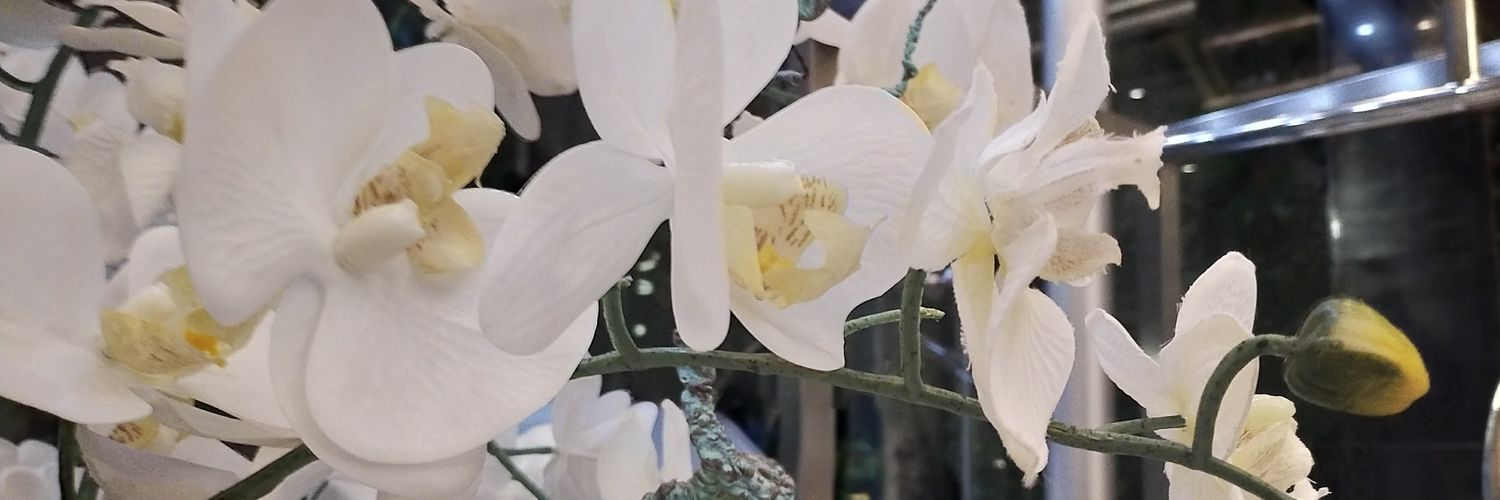 dramawanto's profile banner image