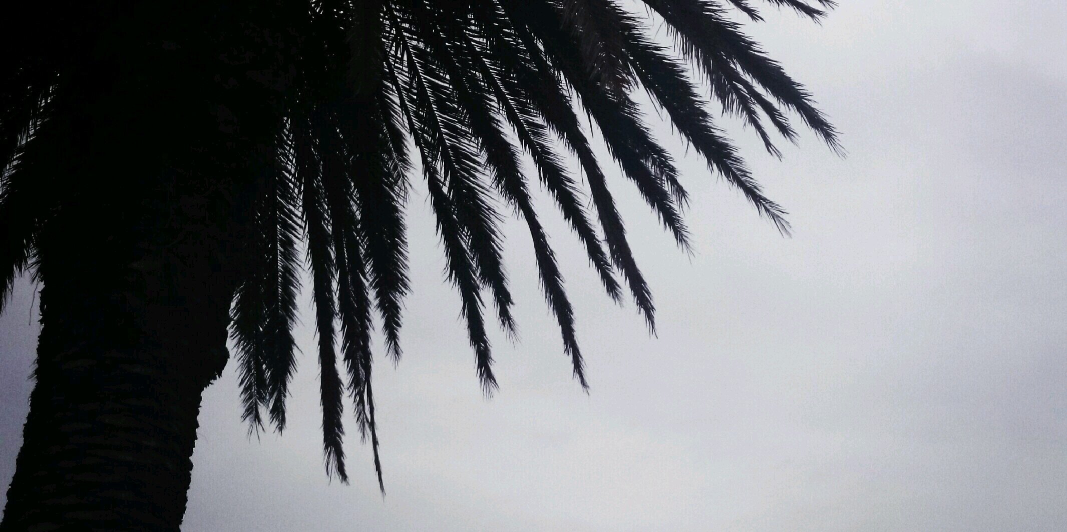 SamodienZeshaan's profile banner image