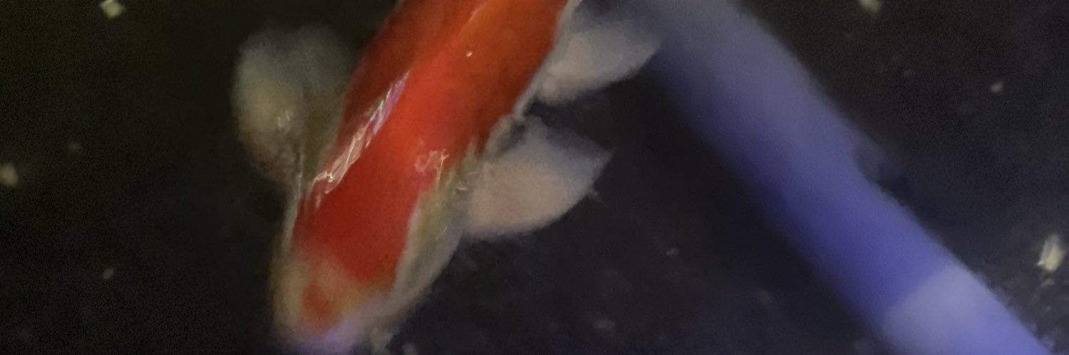 wufaliang's profile banner image