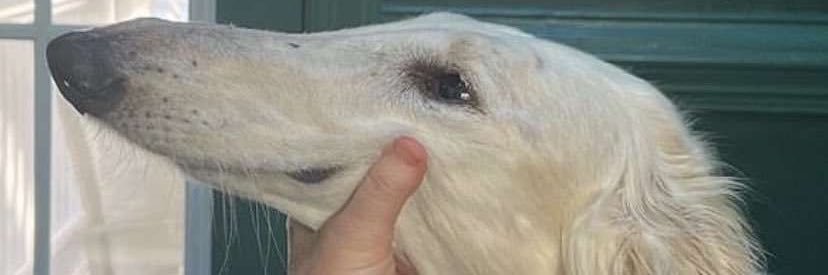 impy (on my hoppers & tf bs) banner