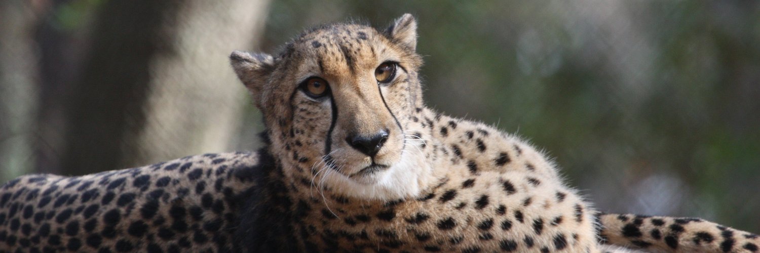 Anneke Moresco 🇳🇱🐒🐆🐘🦏 banner