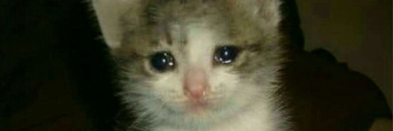 мемный плачущий кот. плачущий кот. плачущий кот из мема. плачущий кот. мемный плачущий кот.