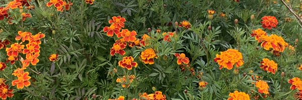 Merja Profile Banner