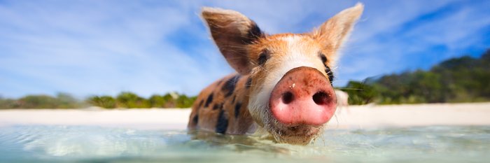 Stephanie 🍀 banner