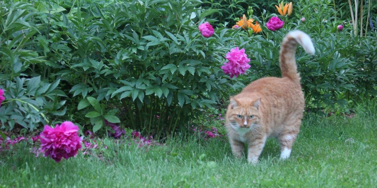 Рыжий, ленивый banner