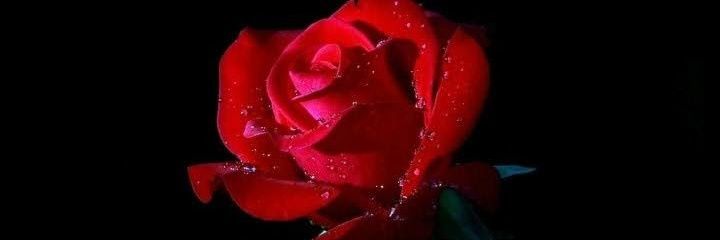 Omalich54870247's profile banner image