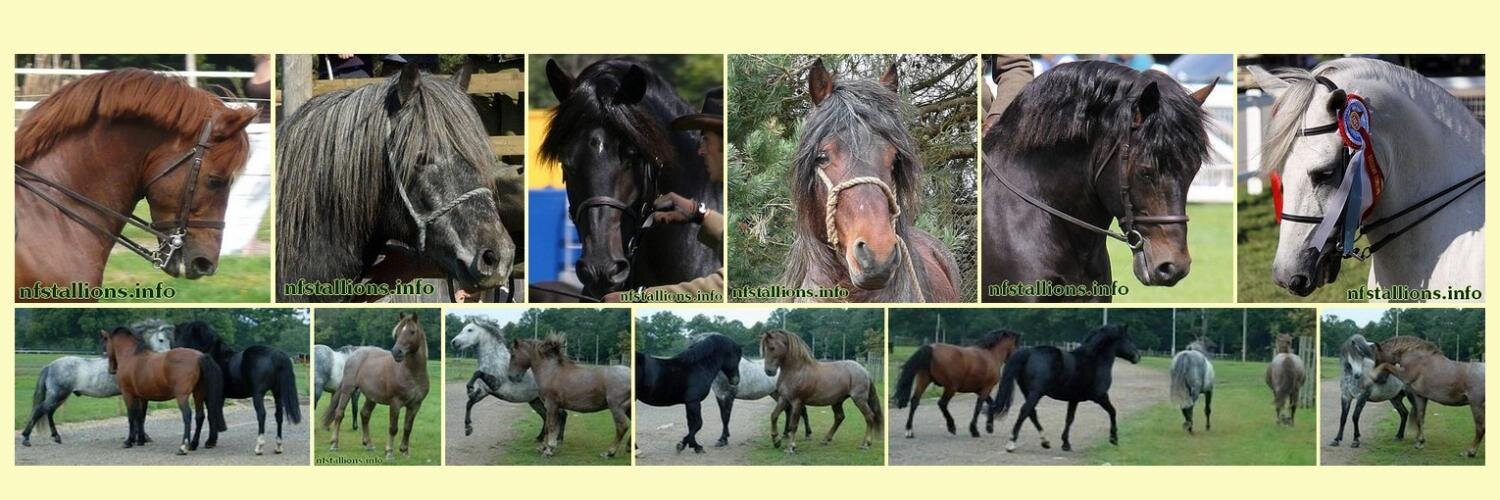nfstallions's profile banner image