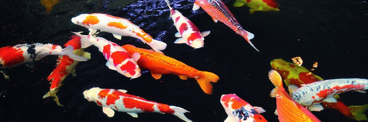 にほんもの・ニホンモノ・日本物 banner