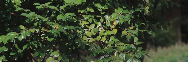 riorio_03_ Profile Banner