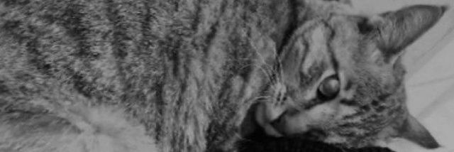 setayesh_bqr's profile banner image