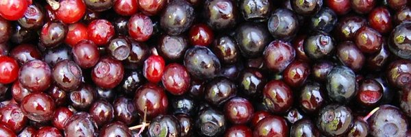 Huckleberry2021 Profile Banner