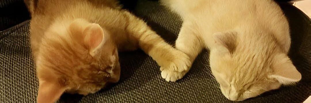 Zysol 😻 banner