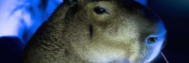RatamtoDom's profile banner image