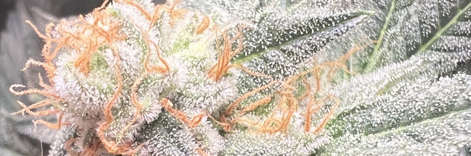 BillyJoeWinghead.eth💨 banner