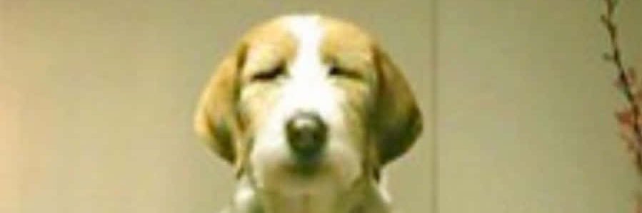 Maxxx banner