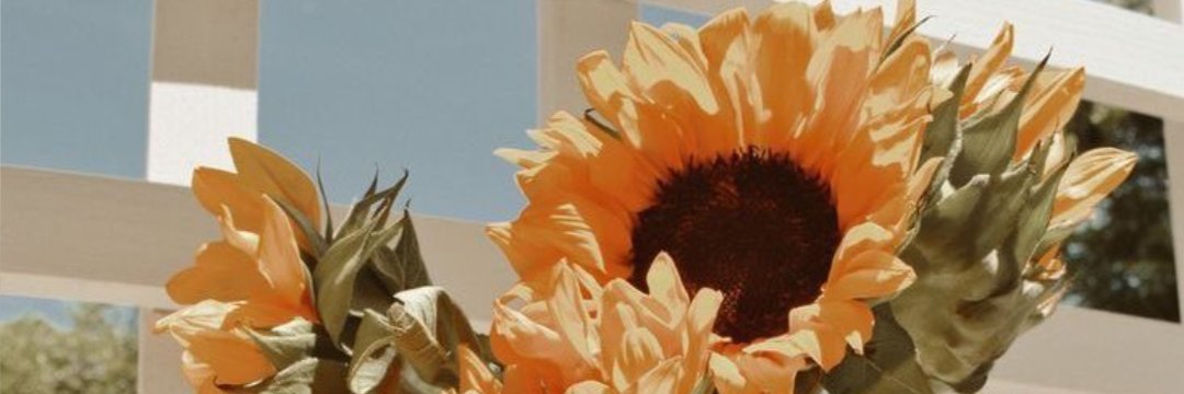 dwissnt's profile banner image