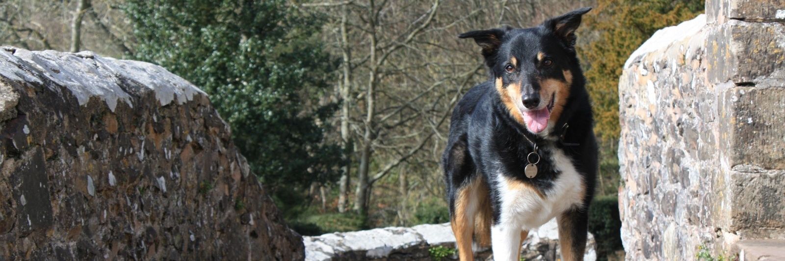 Catherine Meredith banner