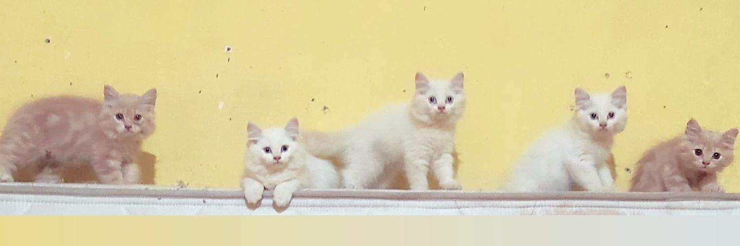 _sonnyandrian's profile banner image