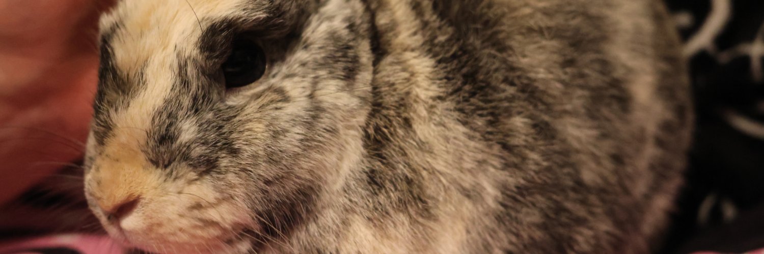 Jayelette's profile banner image