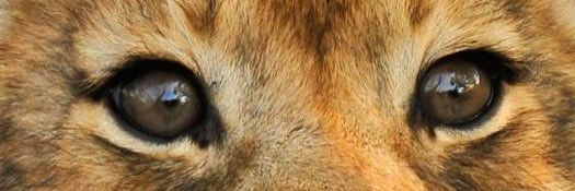 Mehriiish's profile banner image