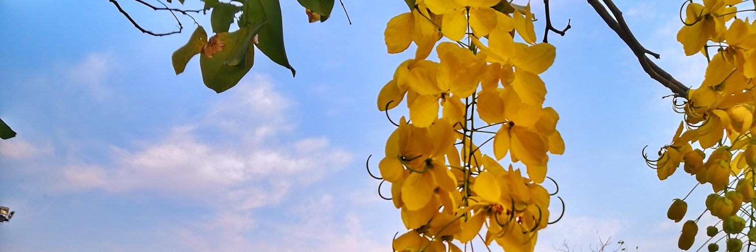 ChoChoty's profile banner image