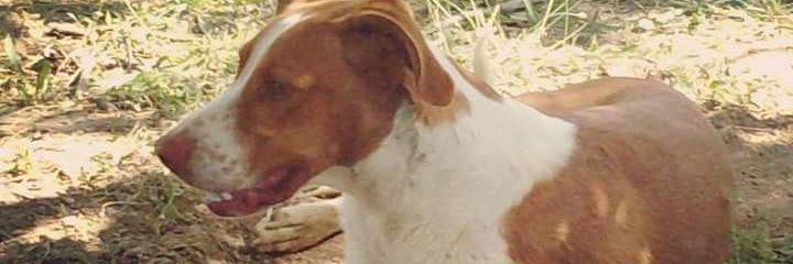 Carrillito97's profile banner image
