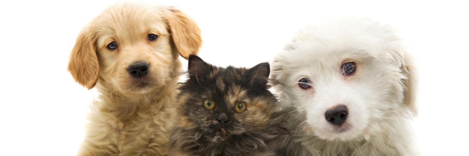 PetIdentityUK's profile banner image
