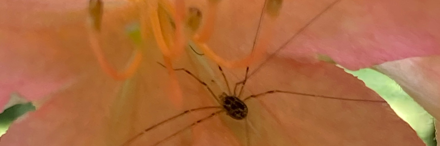 コリドラスろどりー banner