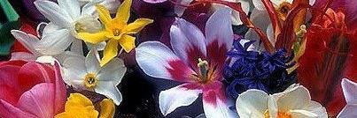 hatice özkan banner