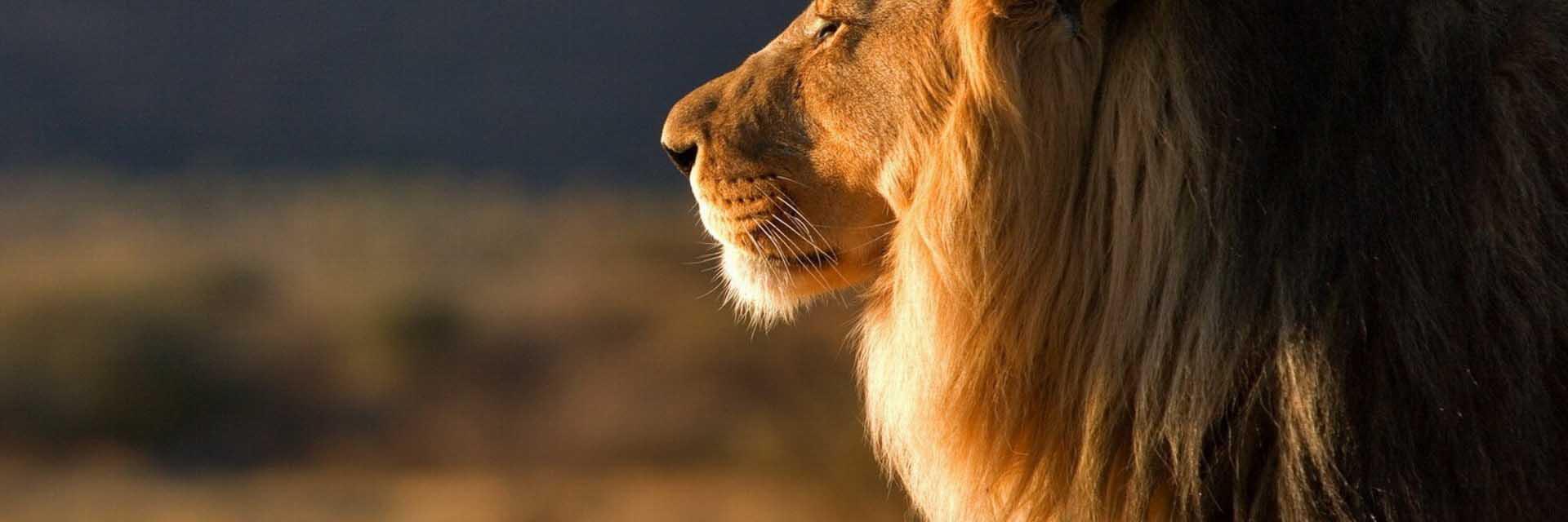 Kenya Vibes 🇰🇪 banner