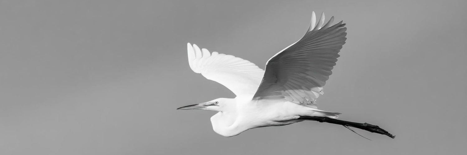 Mark E. Cater banner