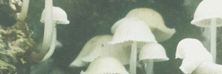 MmilichM's profile banner image