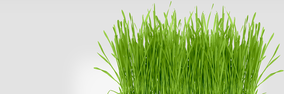 iFarmOrganics's profile banner image