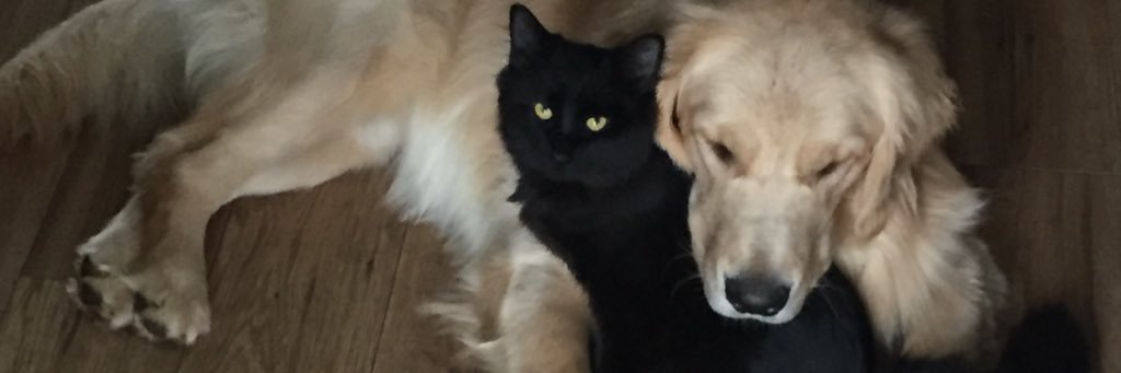 NHuosh's profile banner image