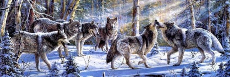 ThaboWolf _ (Sir of Sirs)😎 banner
