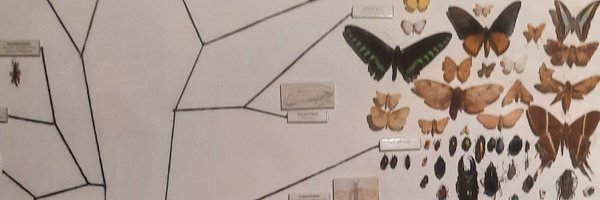 jekoranium Profile Banner