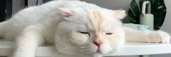 แฮร่ banner