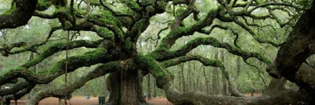 Sandy #AdoptDontShop banner