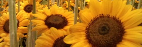 laerl38's profile banner image