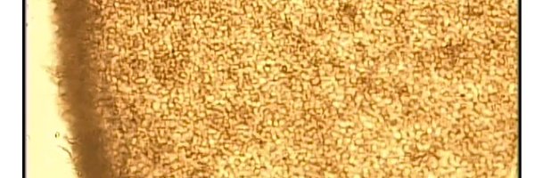 LaksmanResearch Profile Banner