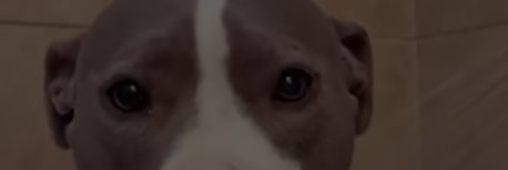 Joethehoebeo1's profile banner image