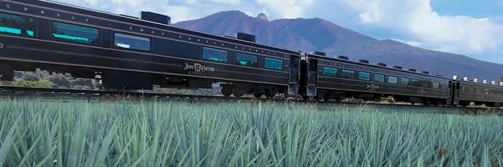 Michelle Fridman banner